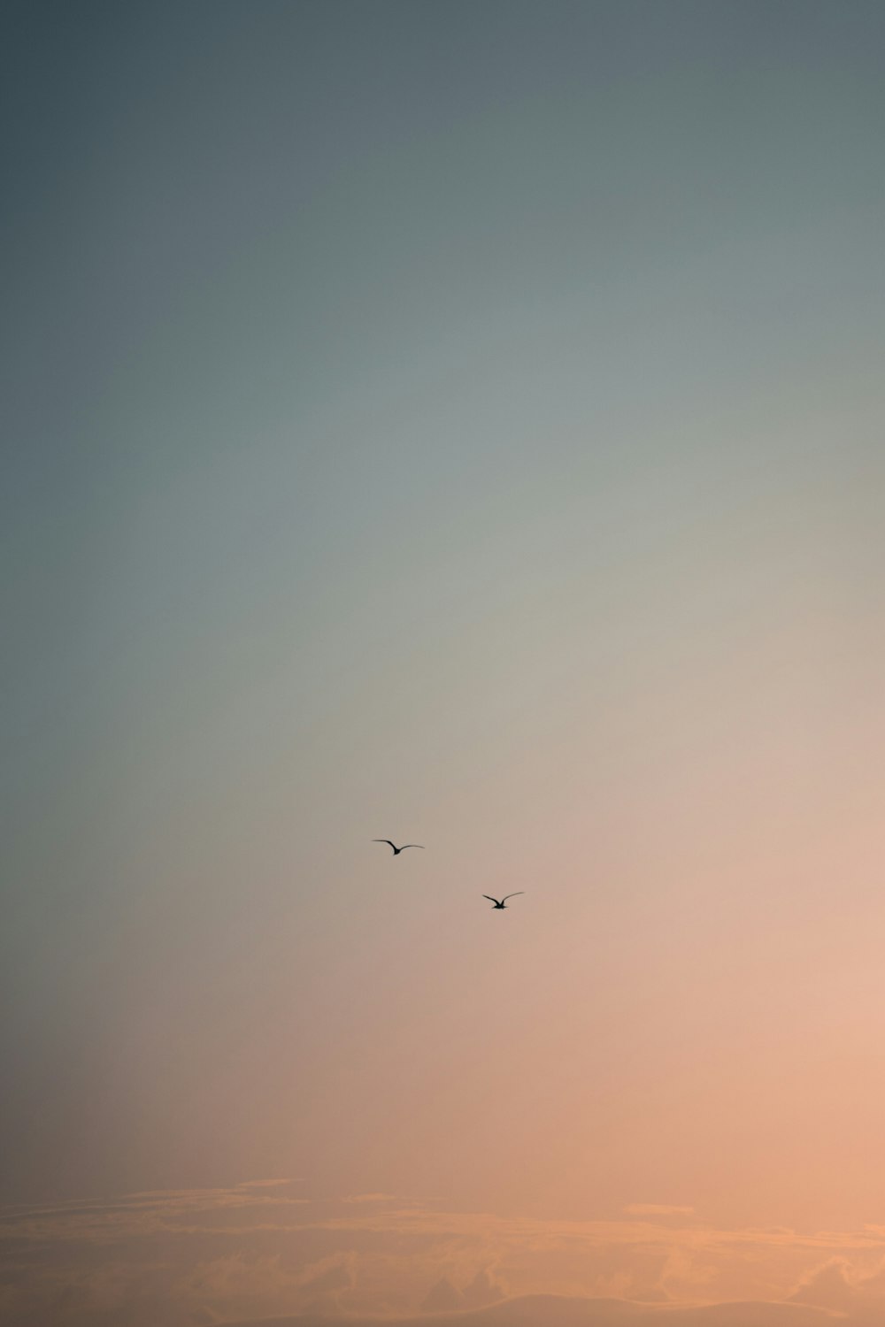日没時に空を飛ぶ2羽の鳥