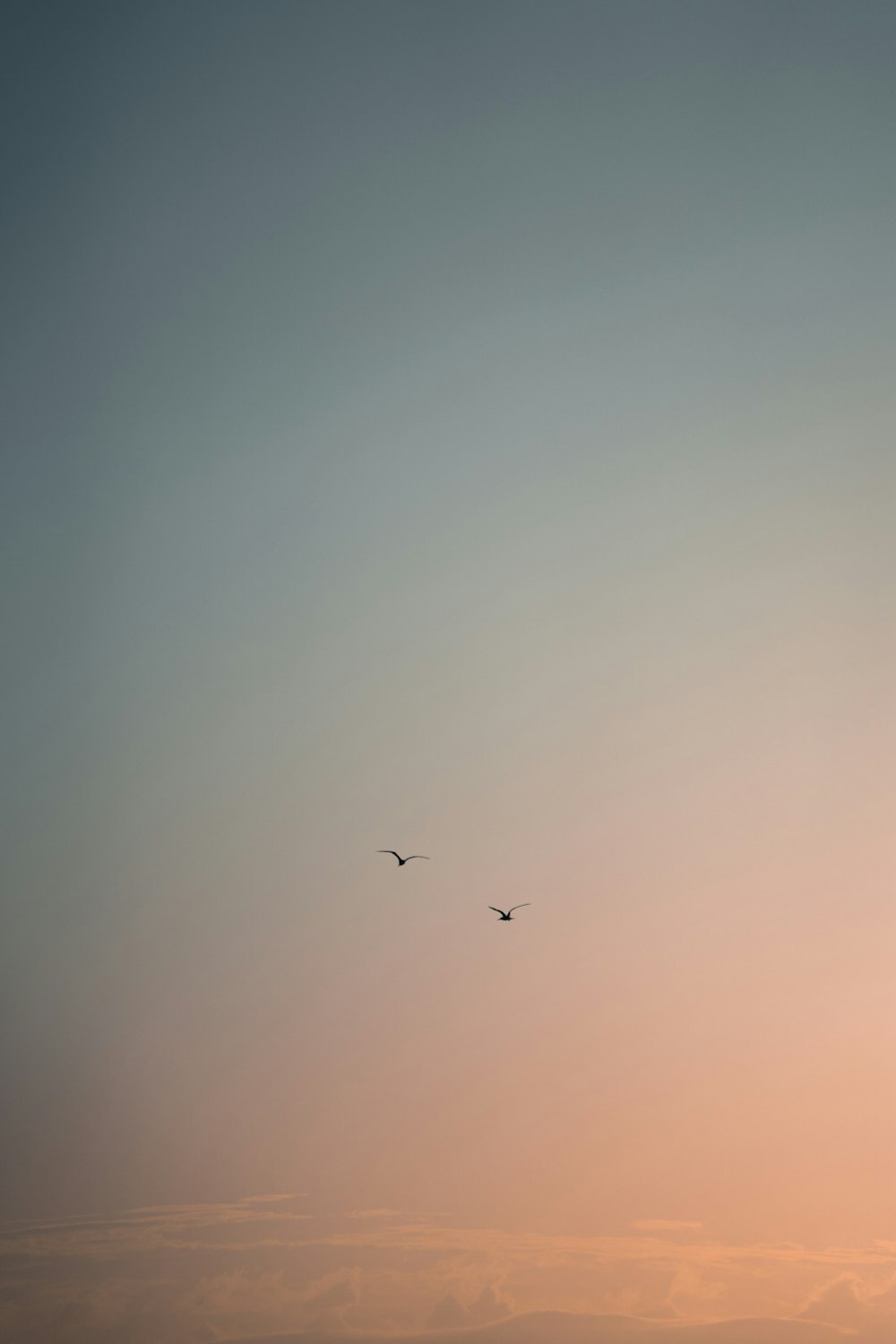 two birds flying in the sky at sunset