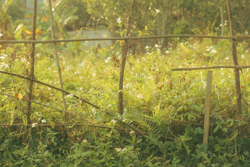 a fence in the middle of a lush green field