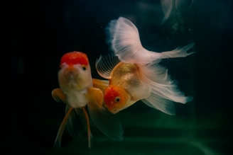 a couple of goldfish swimming next to each other