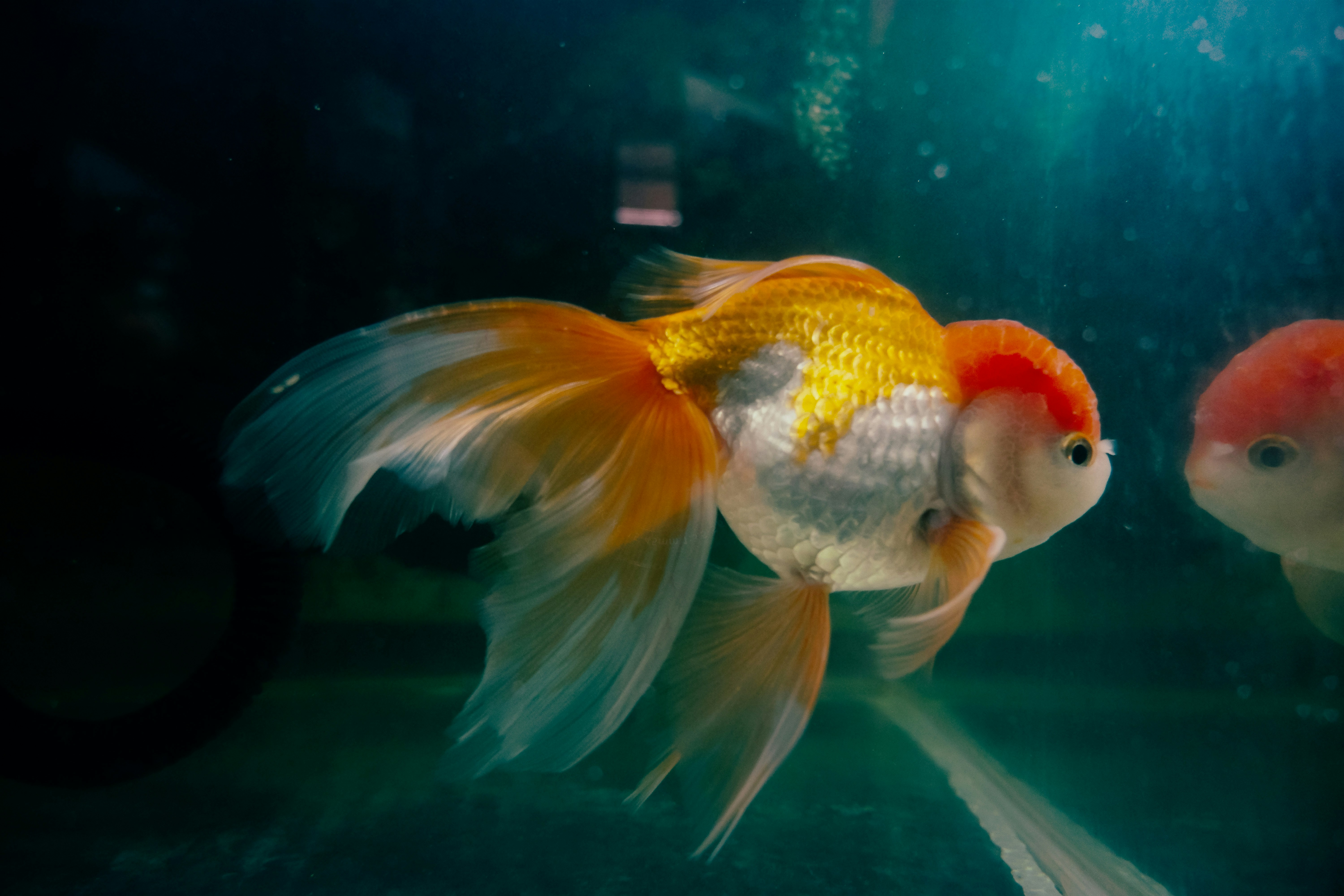 Dos peces de colores nadando en un acuario uno al lado del otro foto –  Imagen de Pescado gratuita en Unsplash, image size:3000x2000