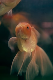 A close-up of Rahu fish swimming gracefully.