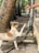 A dog with a light brown and white coat is standing on its hind legs near a tree, reaching up towards a person's hand holding a treat. The setting is outdoors, with a garden hose and some stone tiles visible.