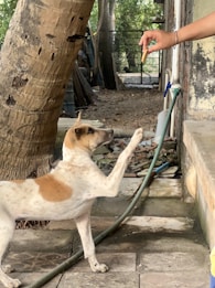 A dog with a light brown and white coat is standing on its hind legs near a tree, reaching up towards a person's hand holding a treat. The setting is outdoors, with a garden hose and some stone tiles visible.