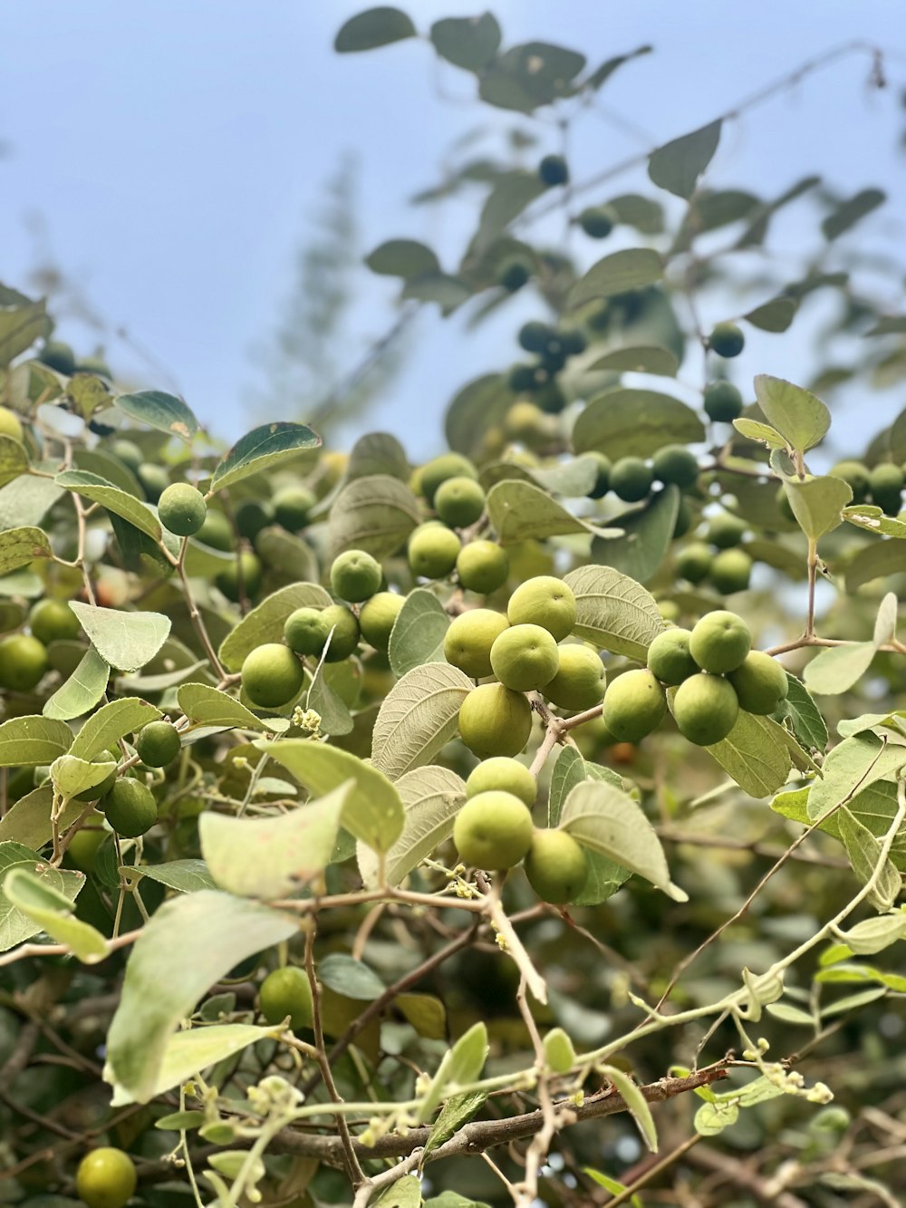 a tree filled with lots of green fruit