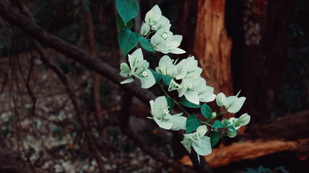 a branch with white flowers and green leaves