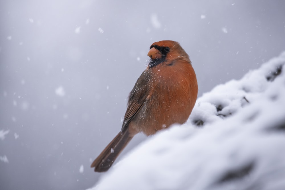 a red bird sitting on top of a snow covered rock