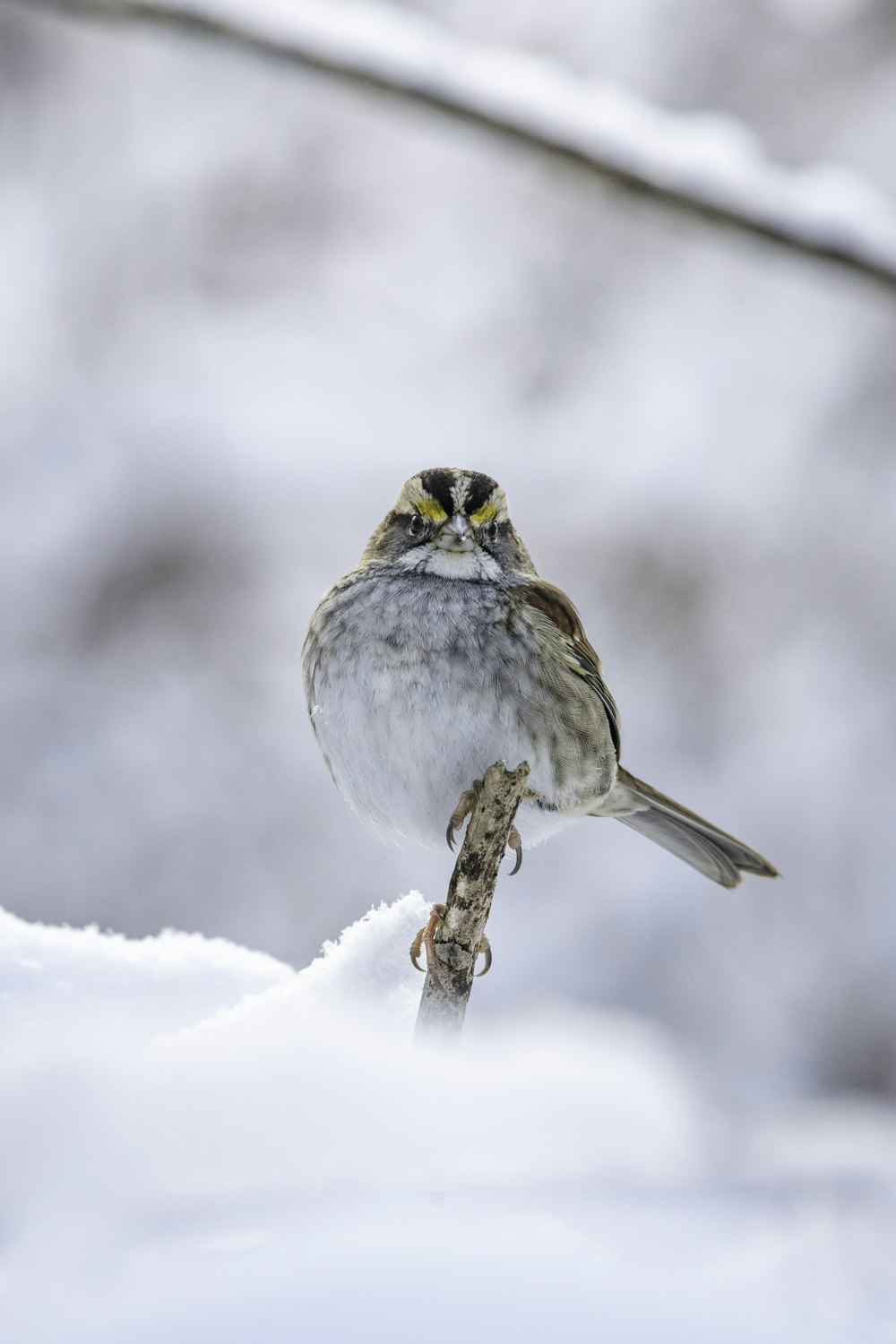 a small bird sitting on top of a snow covered branch