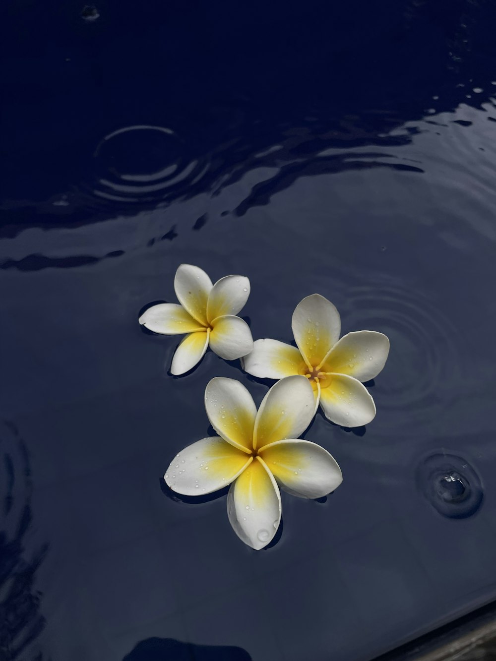 three white and yellow flowers floating on water