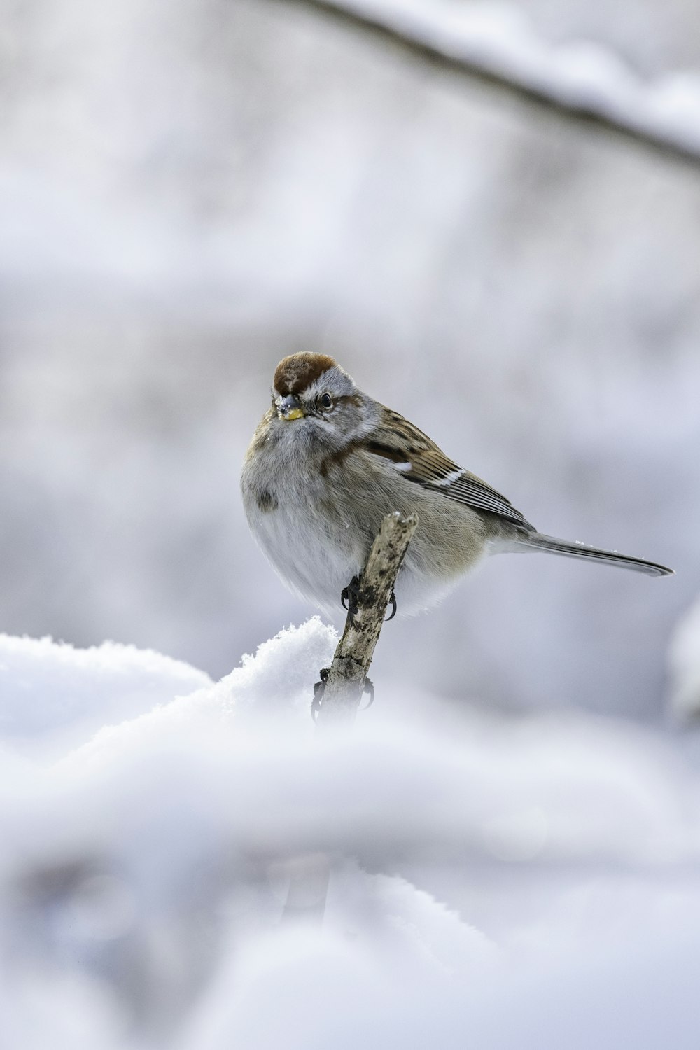 a small bird perched on a branch in the snow