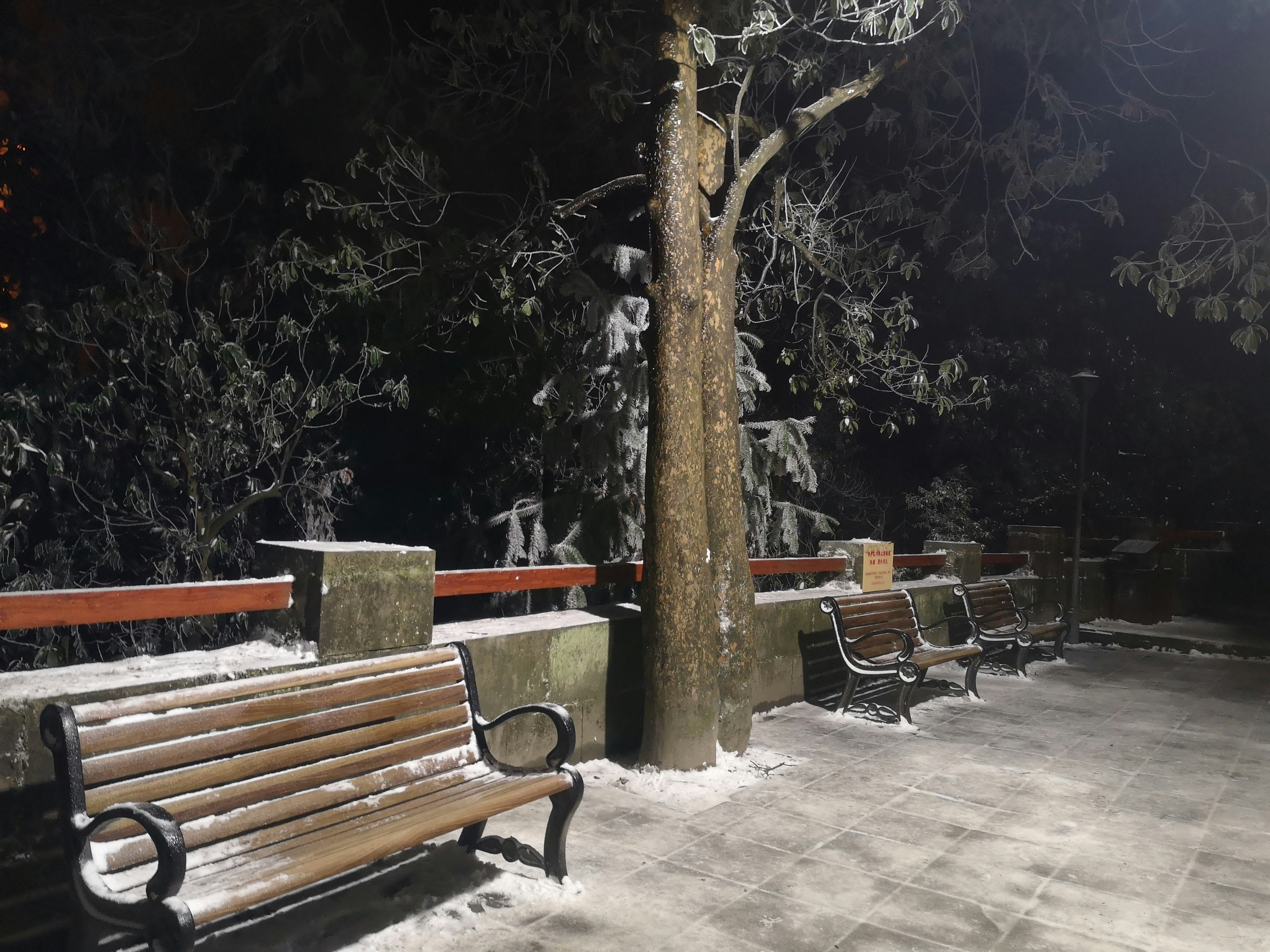 a couple of benches sitting next to a tree