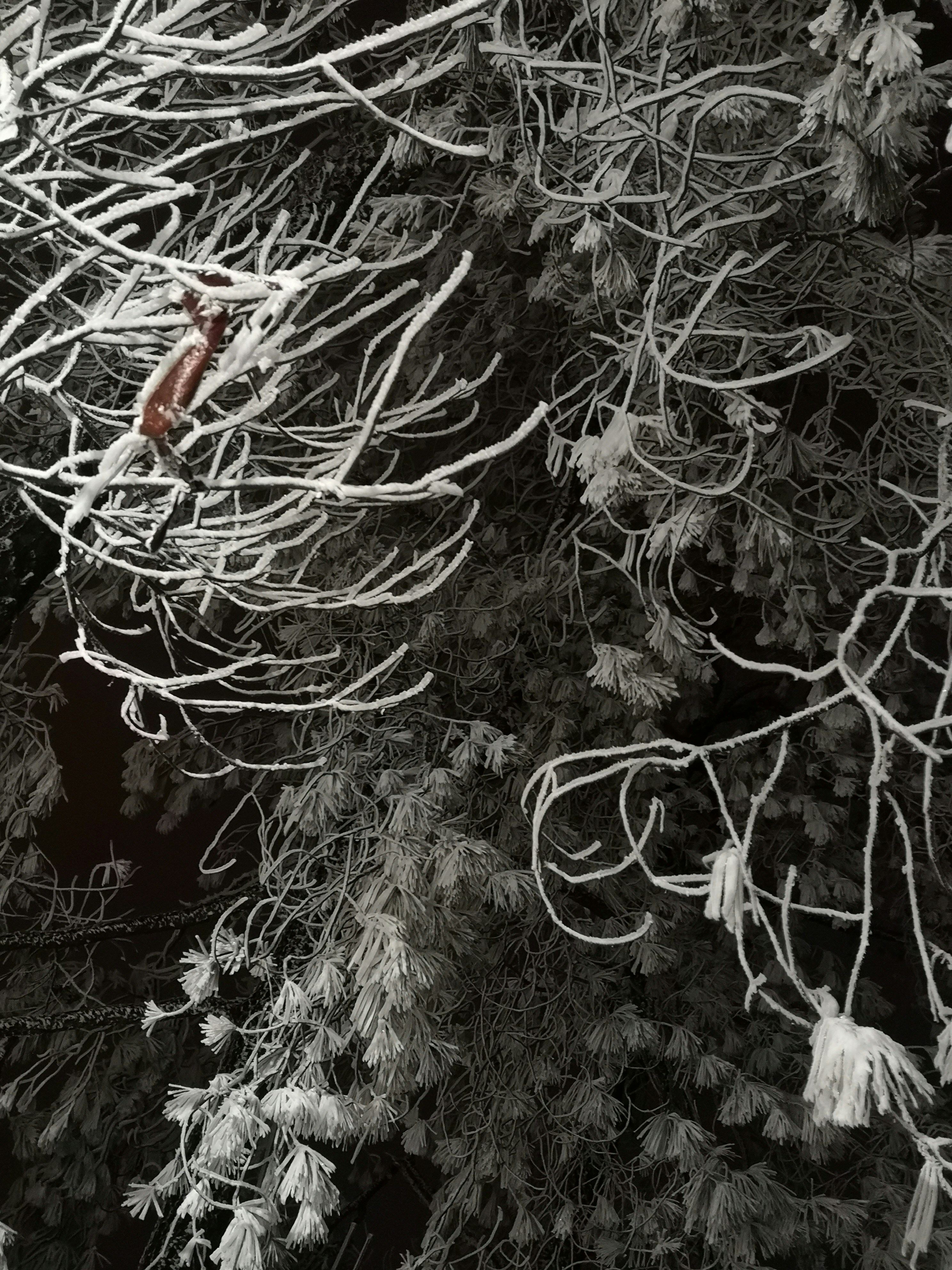 a black and white photo of snow covered trees