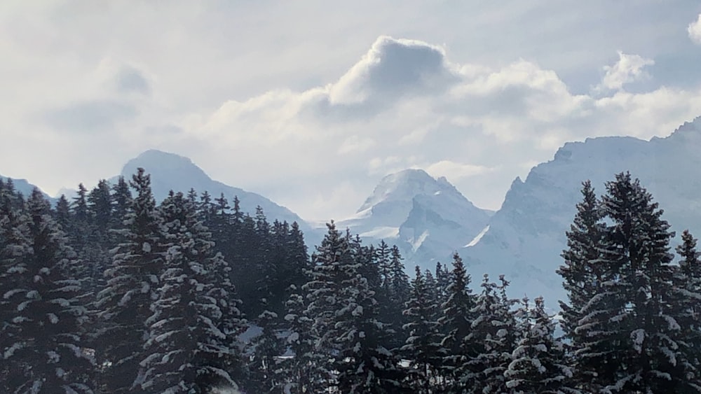 a snow covered mountain with trees in the foreground