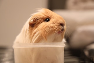 A fluffy guinea pig with light brown fur and white highlights is peeking out of a transparent plastic container. The background is softly blurred, emphasizing the adorable expression of the guinea pig as it looks slightly upwards.