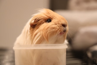 A close-up photo of a curious guinea pig peeking out from soft bedding.