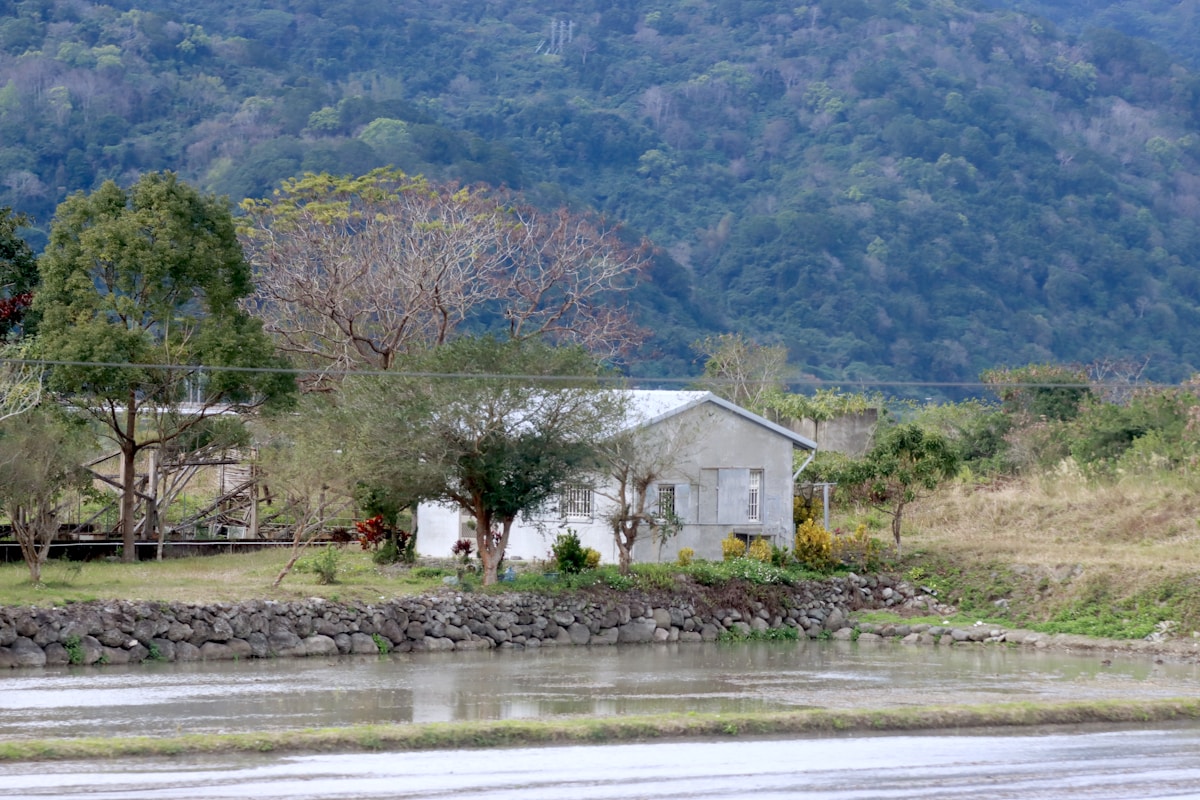 花東縱谷台9線稻田金黃稻浪中央山脈雲海空拍景觀