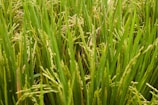 A dense growth of lush green rice plants, with long slender leaves and developing rice grains. The plants are closely packed together, indicating a healthy crop.