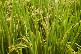 A dense growth of lush green rice plants, with long slender leaves and developing rice grains. The plants are closely packed together, indicating a healthy crop.