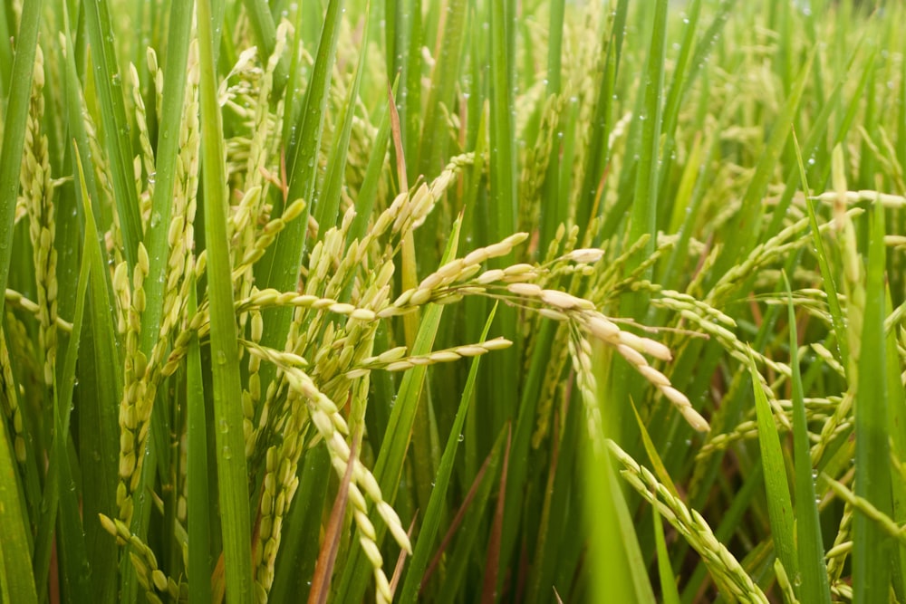 a close up of a bunch of green grass