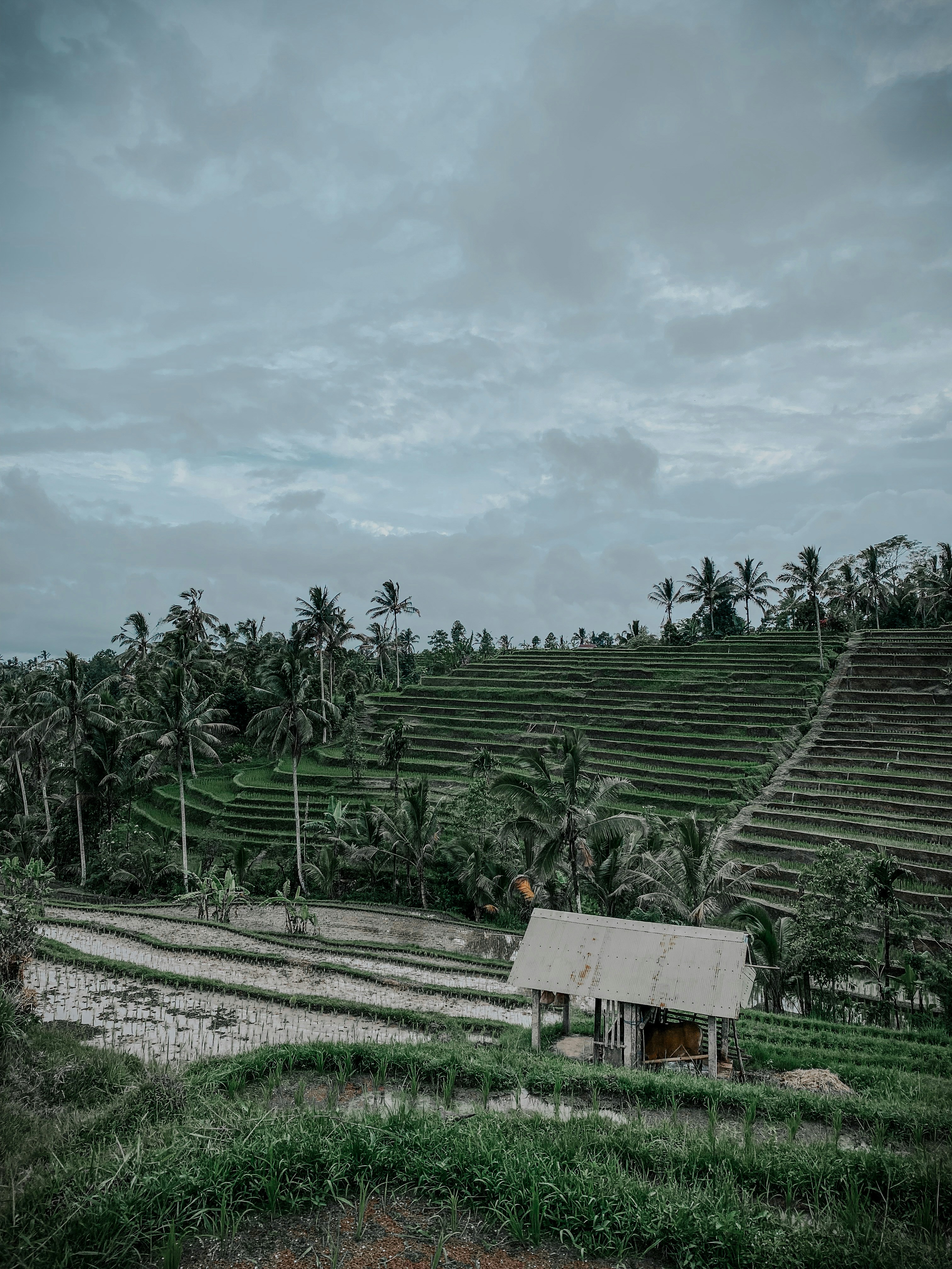 Una casa en medio de un campo de arroz
