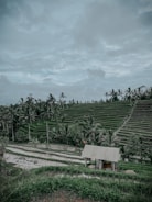 A lush green landscape with terraced fields and palm trees under a cloudy sky. A small wooden structure sits amid the rice paddies, reflecting the rural and agricultural setting.
