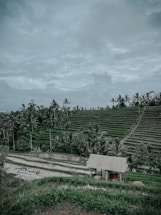 A lush green landscape with terraced fields and palm trees under a cloudy sky. A small wooden structure sits amid the rice paddies, reflecting the rural and agricultural setting.