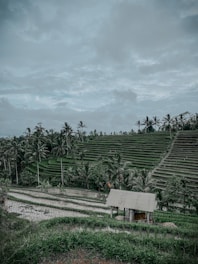 A lush green landscape with terraced fields and palm trees under a cloudy sky. A small wooden structure sits amid the rice paddies, reflecting the rural and agricultural setting.