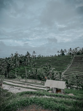 A lush green landscape with terraced fields and palm trees under a cloudy sky. A small wooden structure sits amid the rice paddies, reflecting the rural and agricultural setting.