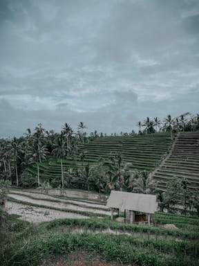 A lush green landscape with terraced fields and palm trees under a cloudy sky. A small wooden structure sits amid the rice paddies, reflecting the rural and agricultural setting.