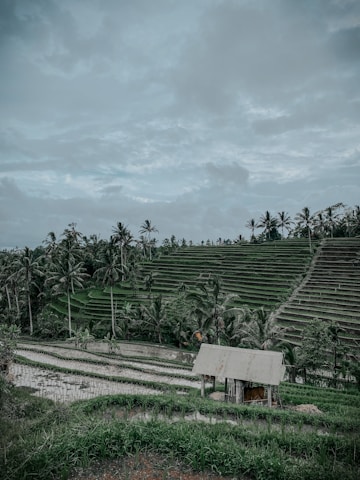 A lush green landscape with terraced fields and palm trees under a cloudy sky. A small wooden structure sits amid the rice paddies, reflecting the rural and agricultural setting.