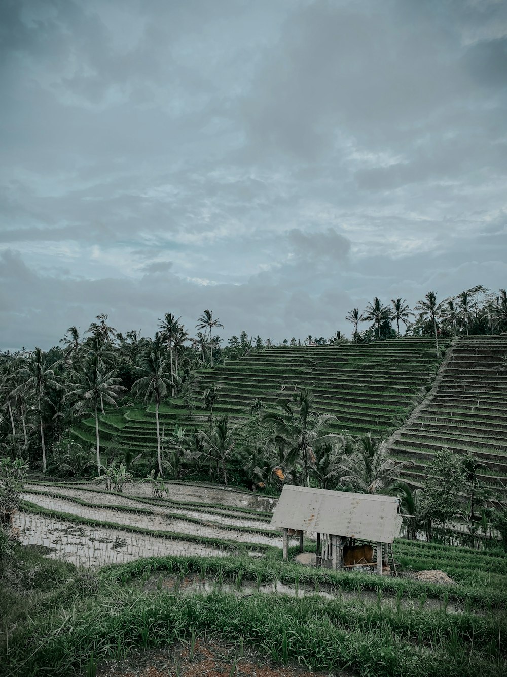 a house in the middle of a rice field