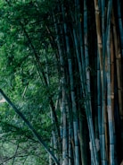 Dense bamboo forest with tall stalks reaching upward, surrounded by lush green leaves and a natural, serene environment.