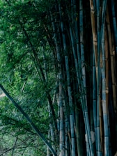 Dense bamboo forest with tall stalks reaching upward, surrounded by lush green leaves and a natural, serene environment.
