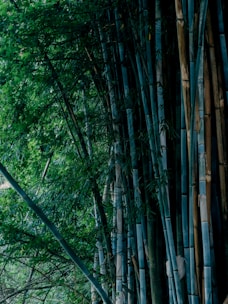 Dense bamboo forest with tall stalks reaching upward, surrounded by lush green leaves and a natural, serene environment.