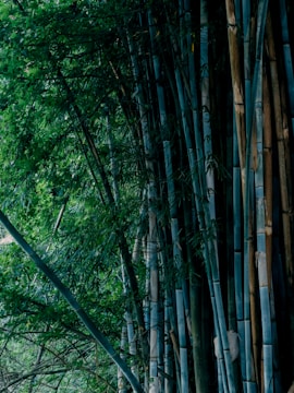 Dense bamboo forest with tall stalks reaching upward, surrounded by lush green leaves and a natural, serene environment.