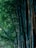 Dense bamboo forest with tall stalks reaching upward, surrounded by lush green leaves and a natural, serene environment.