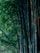Dense bamboo forest with tall stalks reaching upward, surrounded by lush green leaves and a natural, serene environment.
