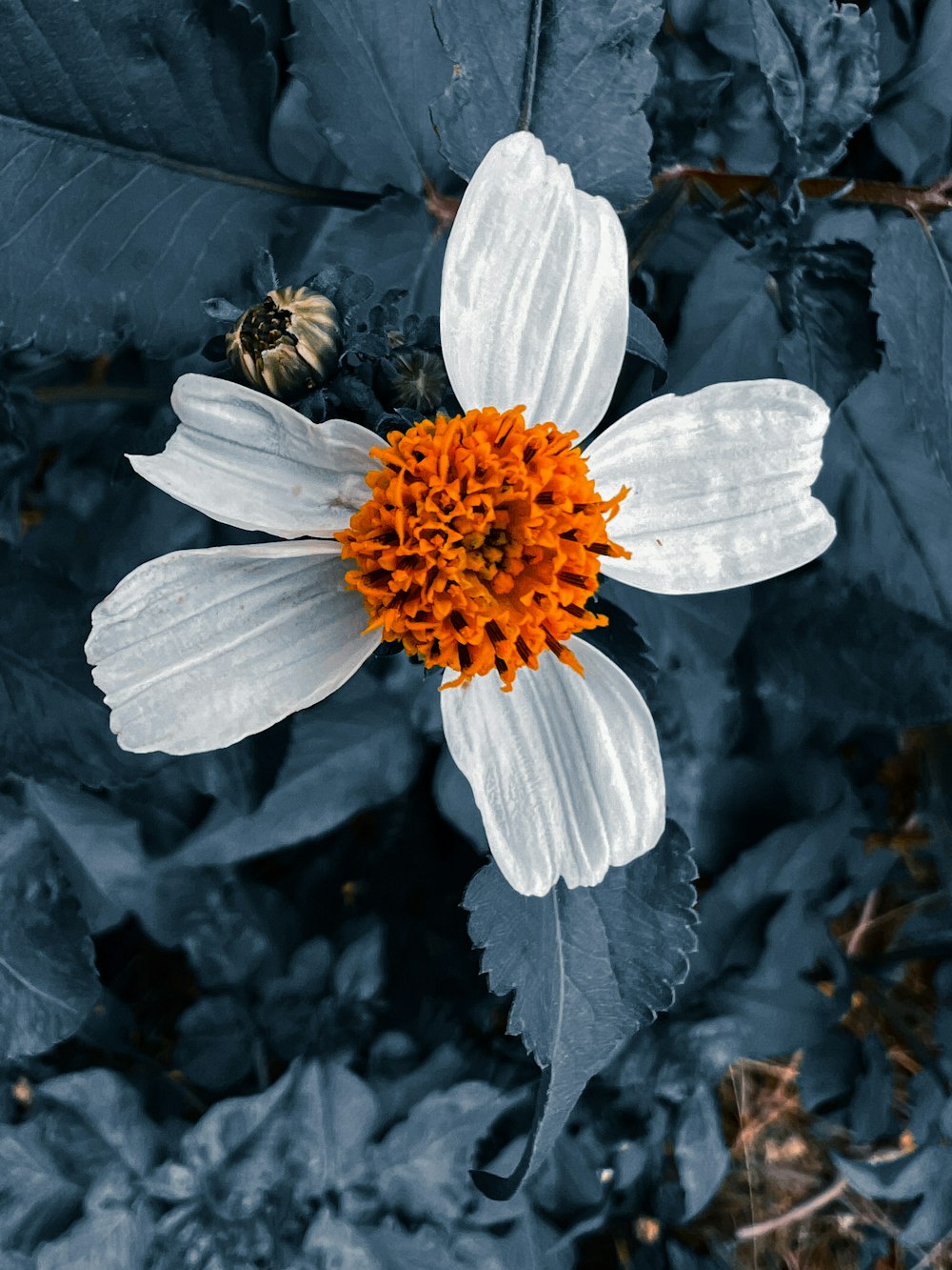 a white and orange flower surrounded by leaves