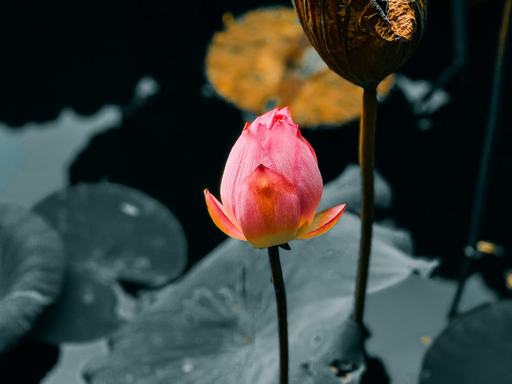 a pink flower sitting in the middle of a pond