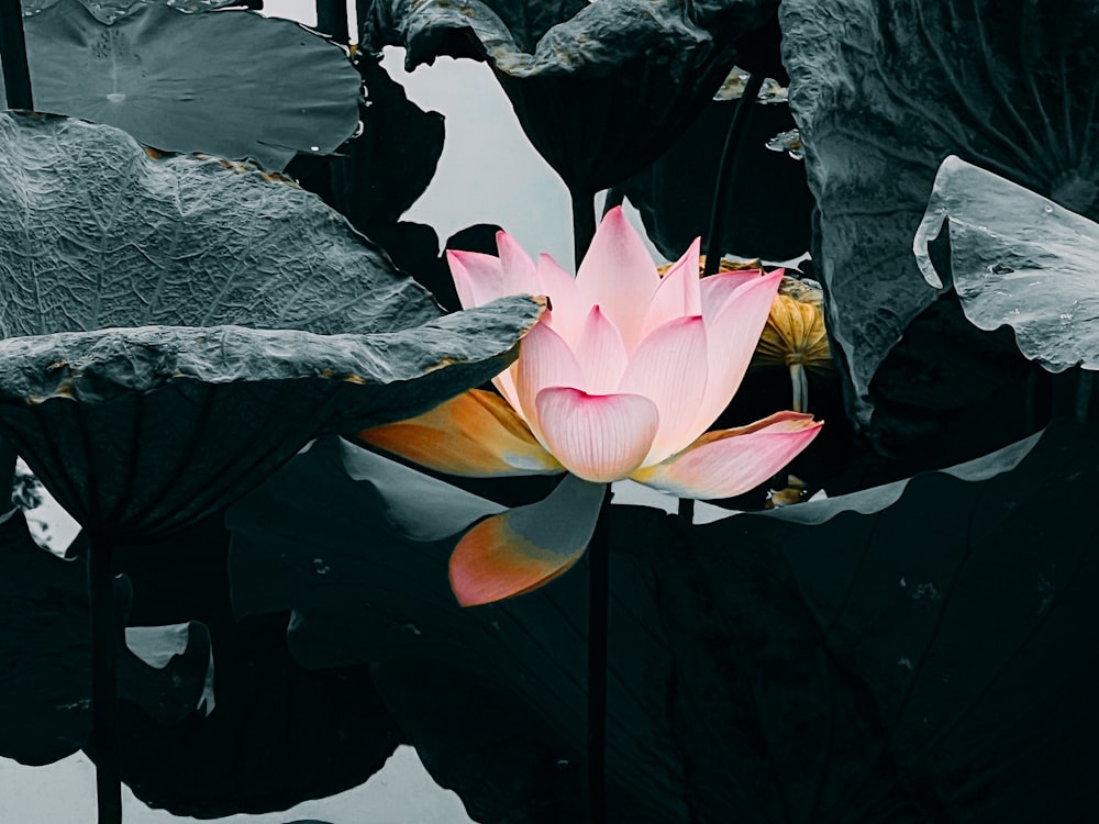 a pink flower sitting in the middle of a pond