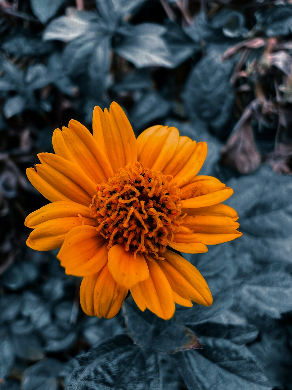 a close up of a yellow flower on a plant