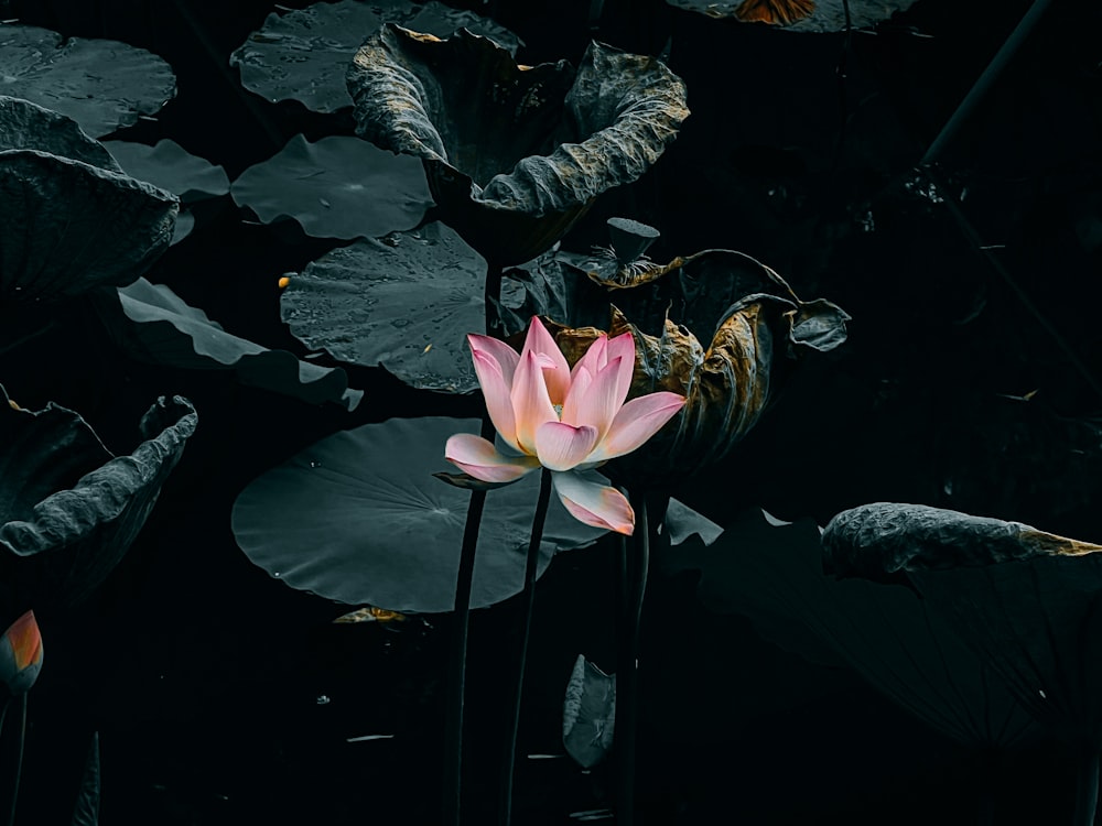 a pink water lily in a pond with lily pads