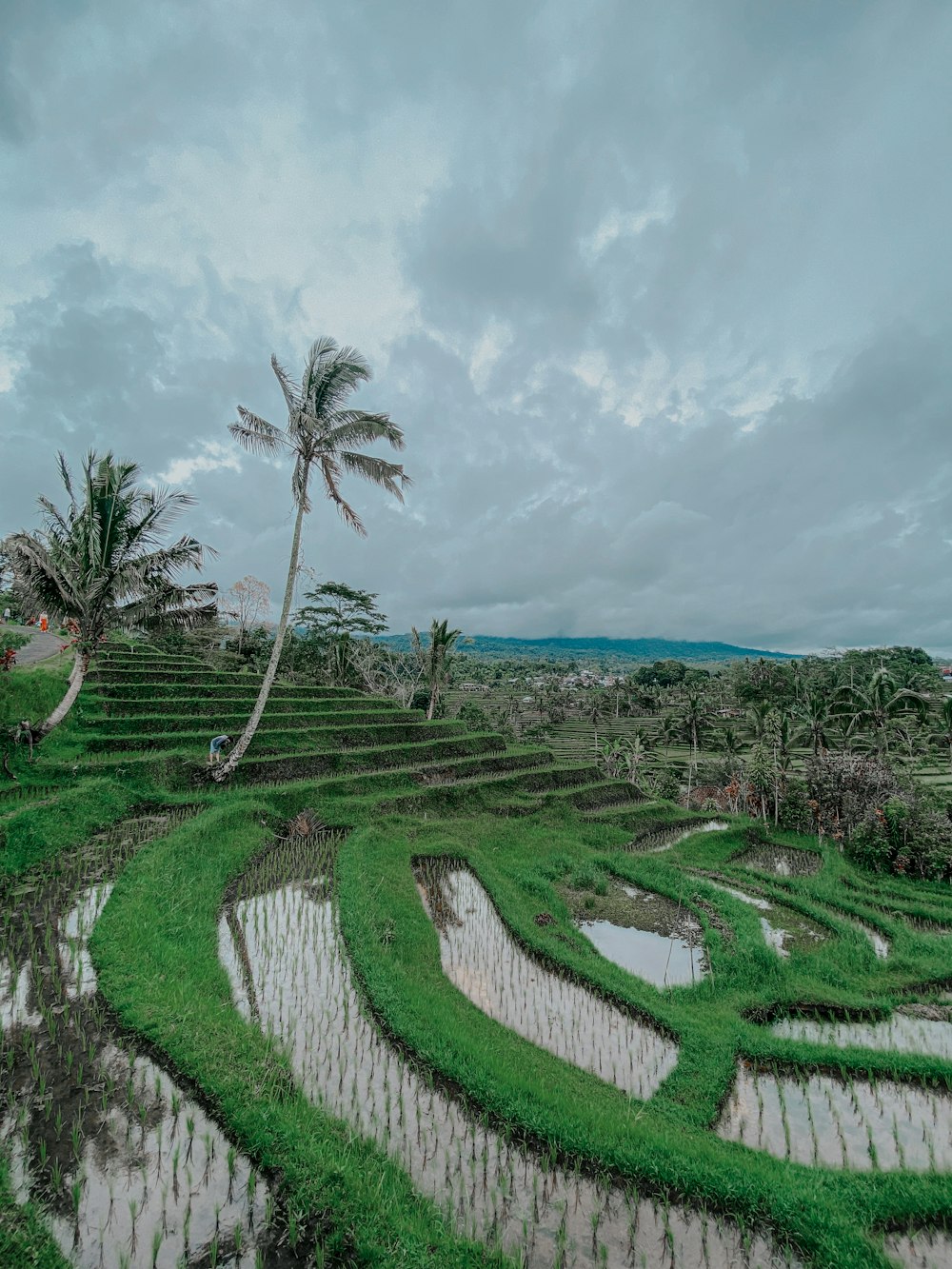 a rice field with a palm tree in the background