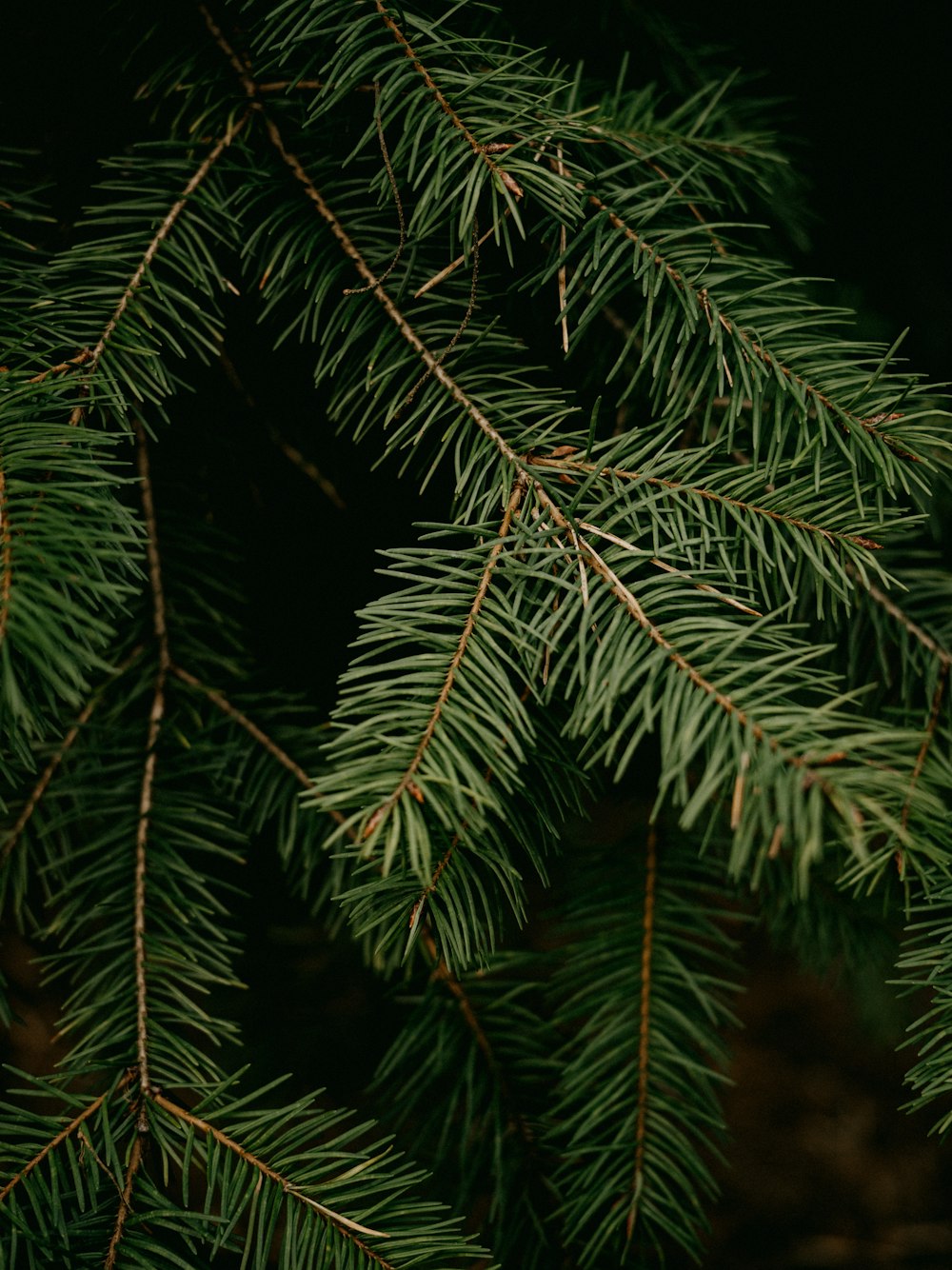 a close up of a pine tree branch