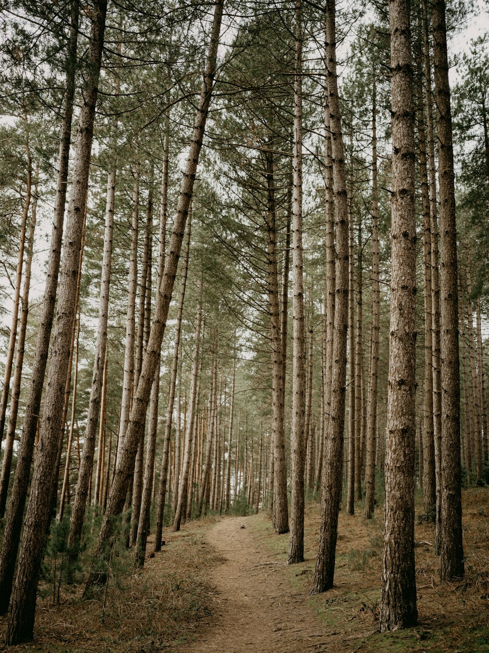 a path in the middle of a pine forest