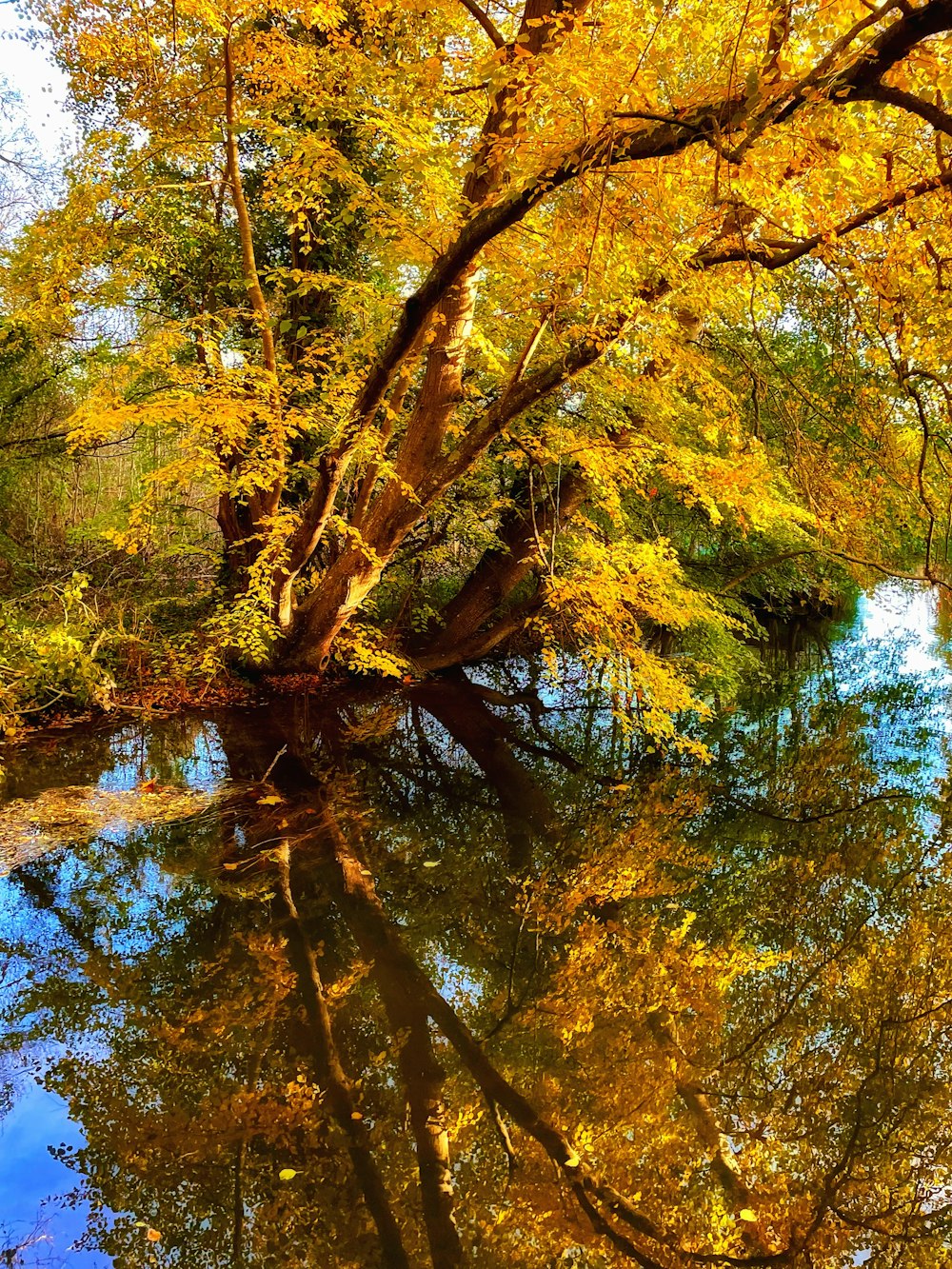 a river surrounded by trees with yellow leaves