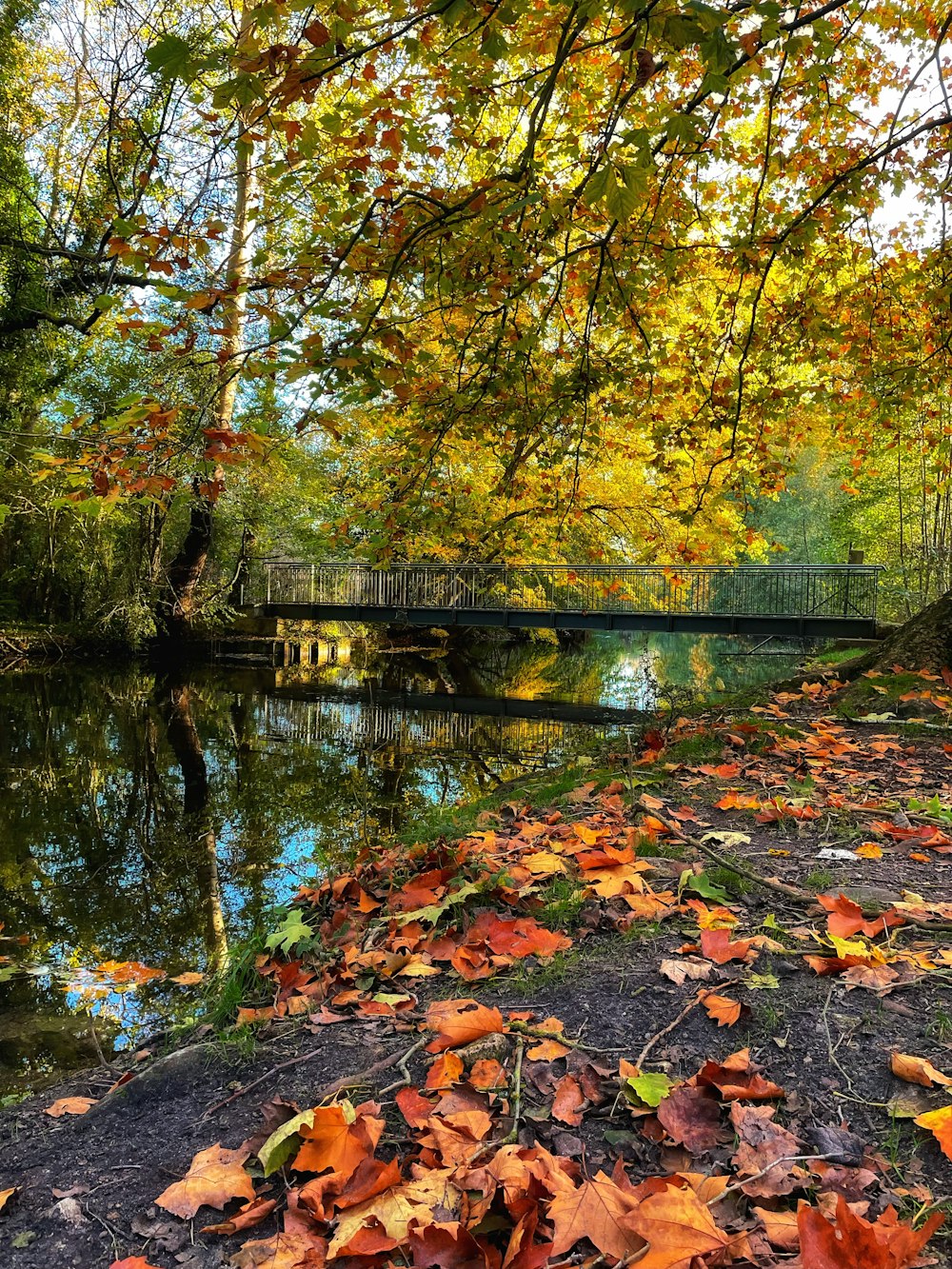 a river surrounded by lots of trees with leaves on the ground