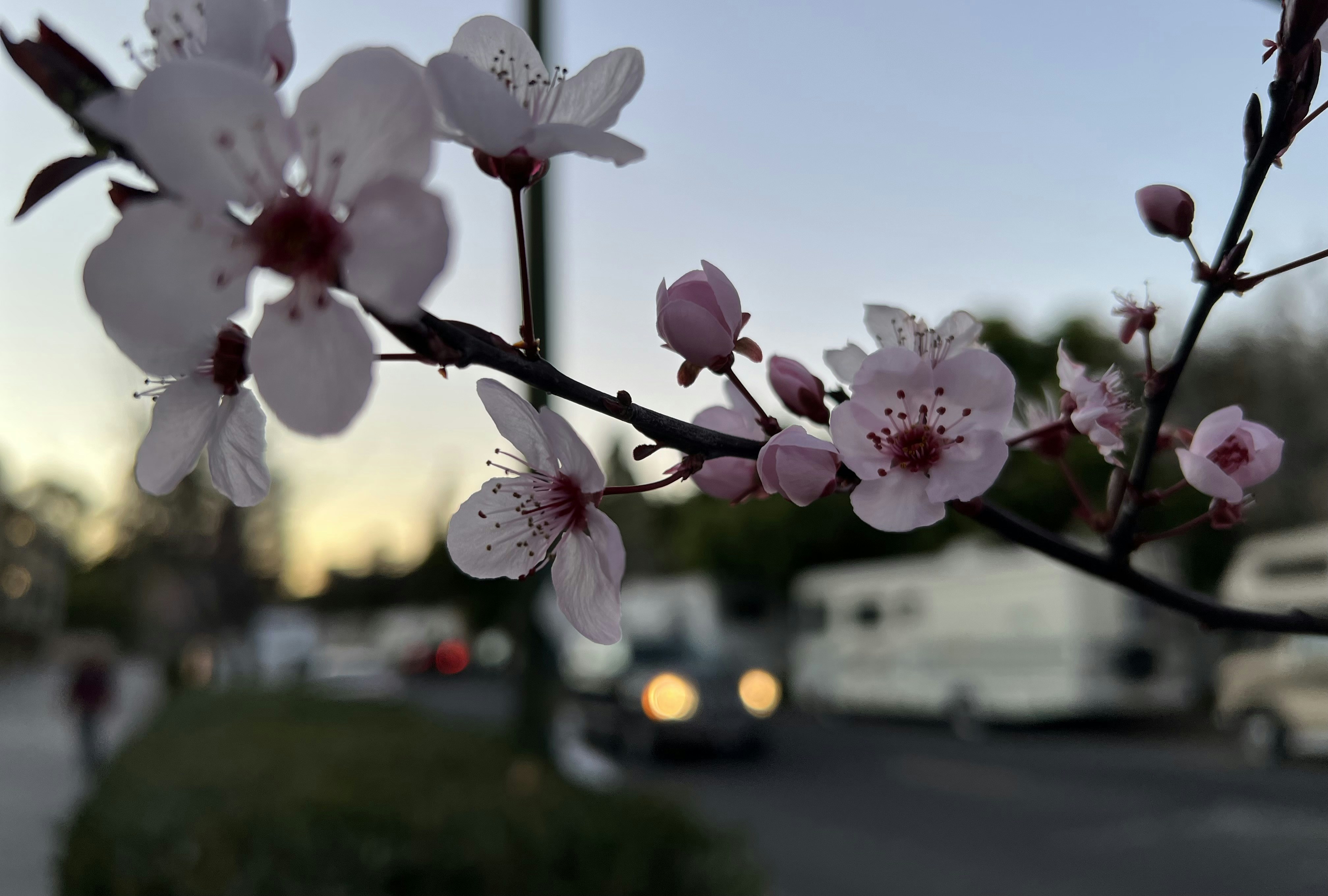 a close up of a flower on a tree