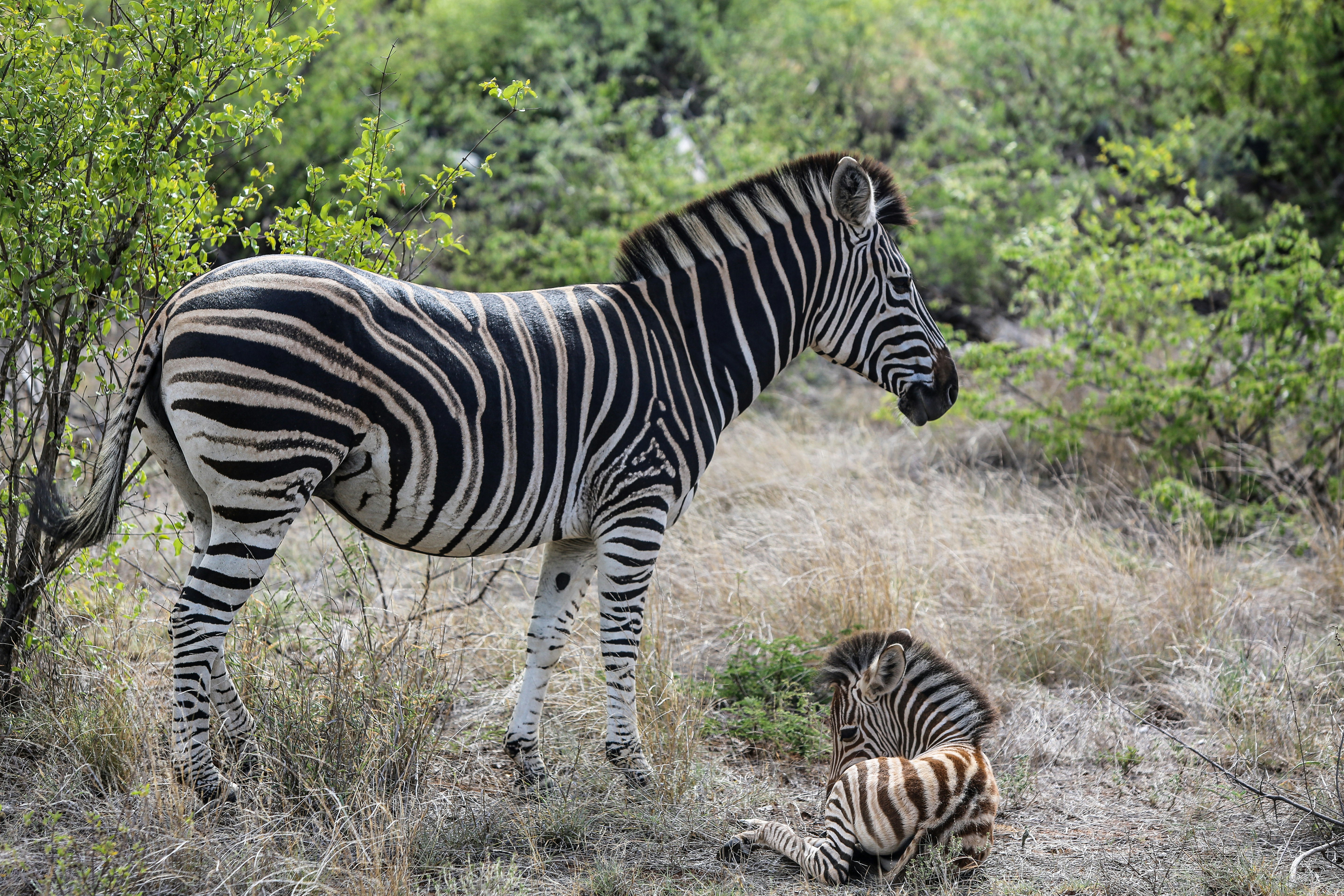 들판에서 아기 얼룩말 옆에 서 있는 얼룩말 사진 – Unsplash의 무료 동물 이미지, image size:3000x2000