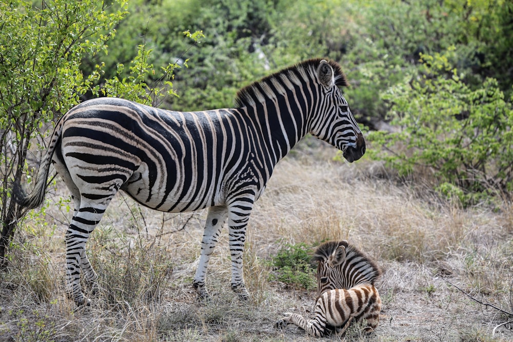 a zebra standing next to a baby zebra in a field
